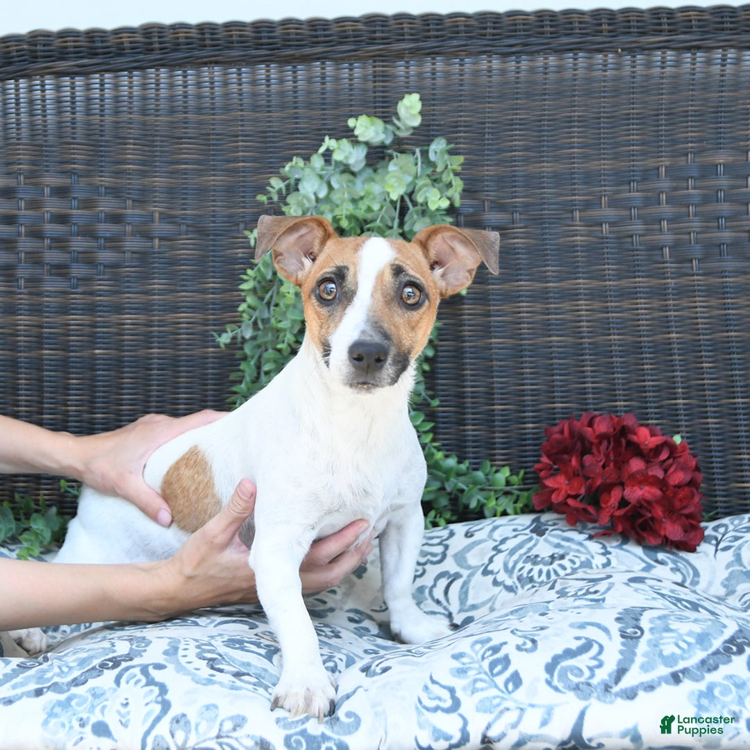 Jack Russell Terrier dogs for sale: Tia - Image 15