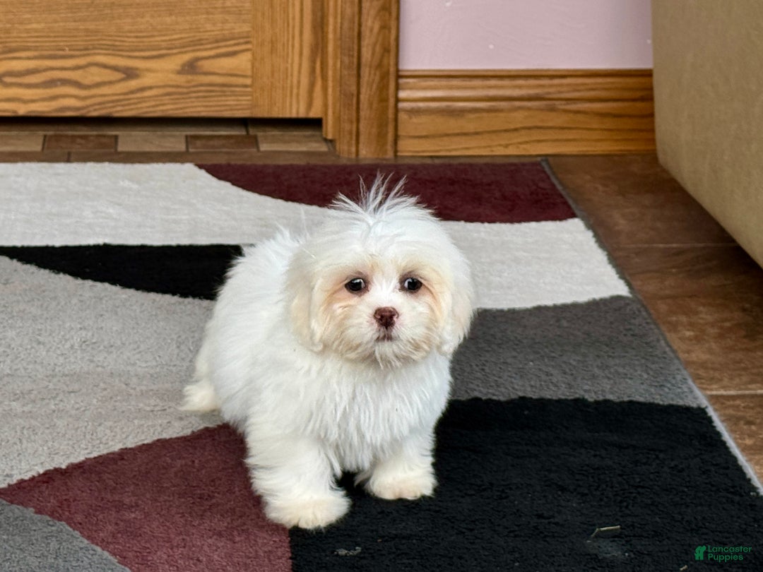 Lhasa Apso dogs for sale: Angel - Image 10