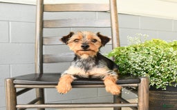 Yorkshire Terrier dogs for sale: Holly - Image 4