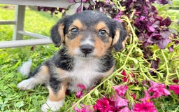 Welsh Corgi Pembroke dogs for sale: Summer - Image 4