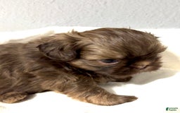 Shih Tzu dogs for sale: Karlton - Image 13