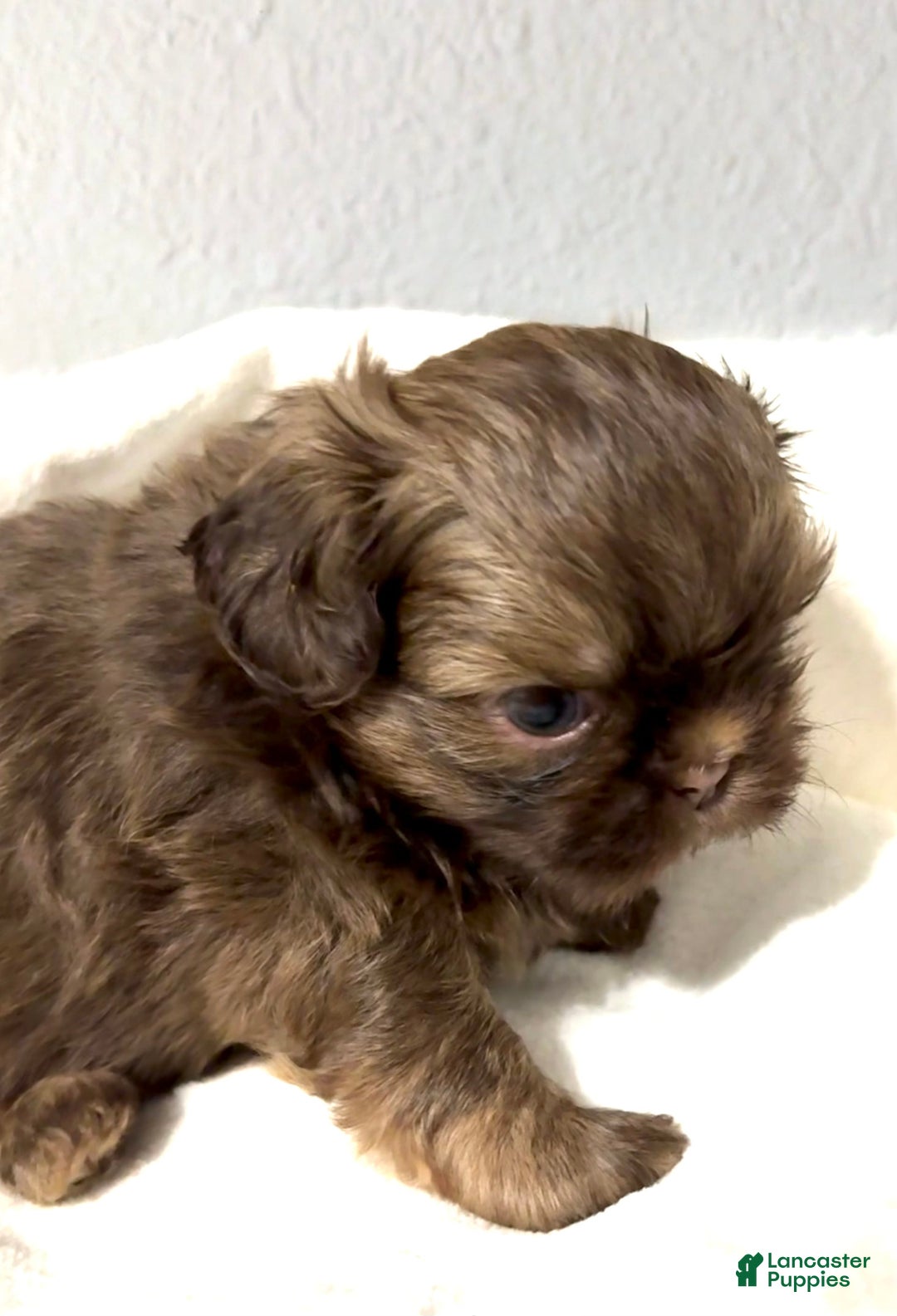 Shih Tzu dogs for sale: Karlton - Image 13