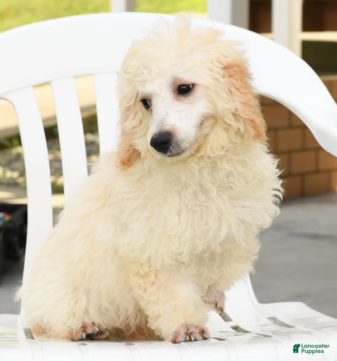 Bichpoo dogs for sale: Mose - Image 7
