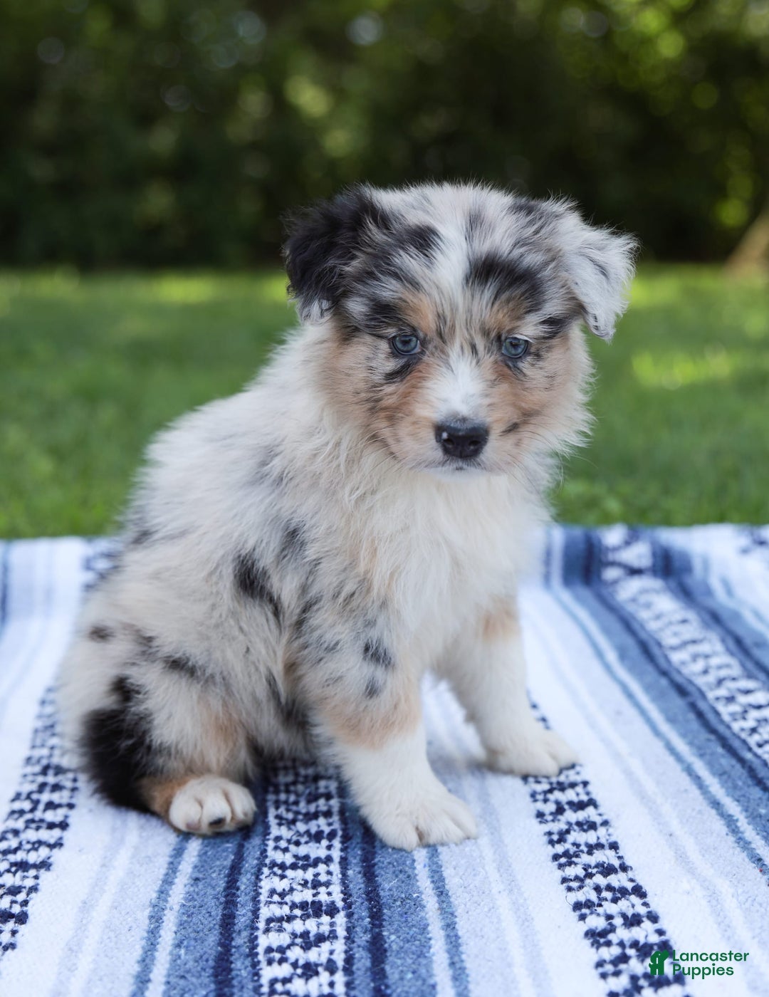 Australian Shepherd dogs for sale: Georgia - Image 9