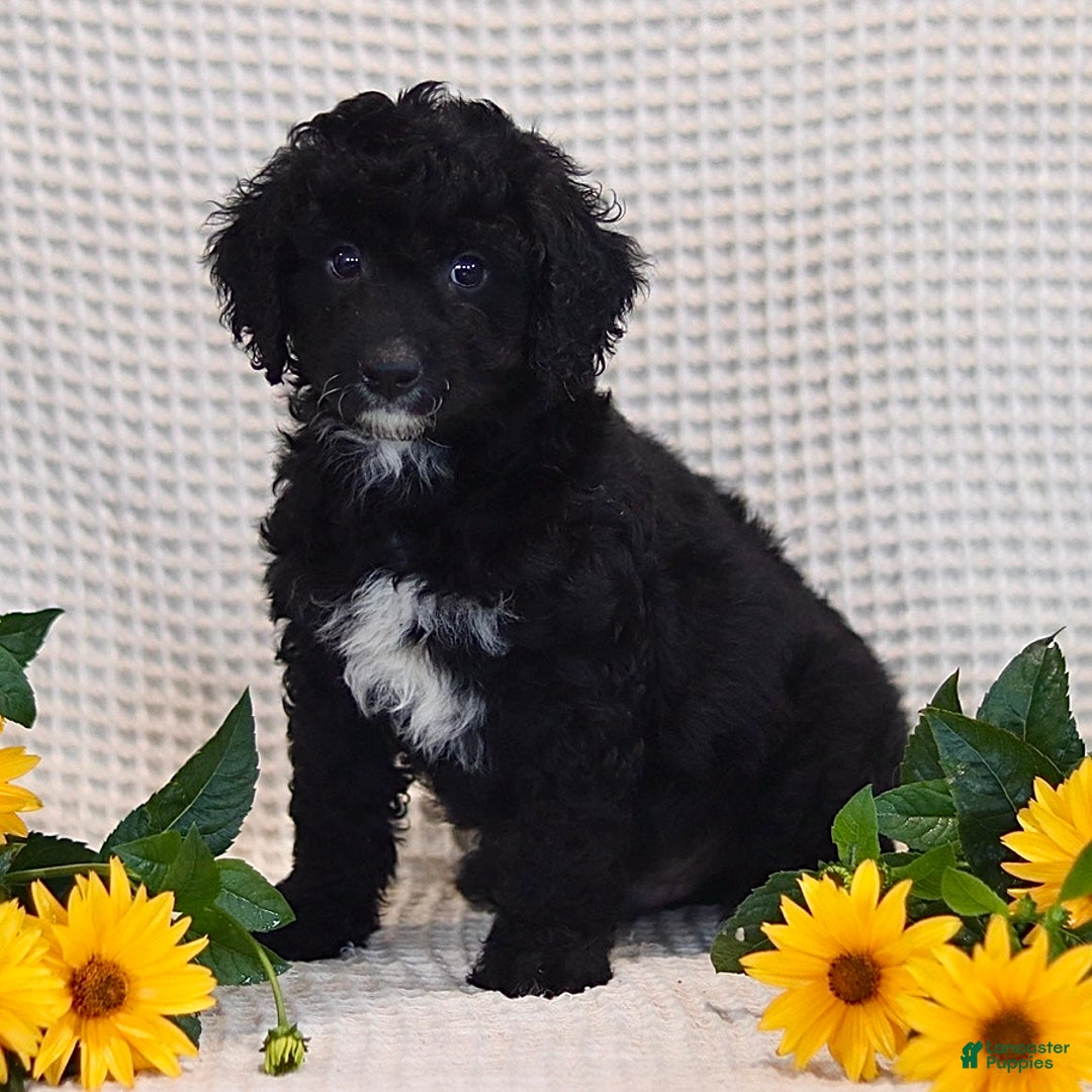Mini Bernedoodle dogs for sale: Dylan - Image 1