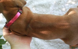 Rhodesian Ridgeback dogs for sale: Stormi - Image 2