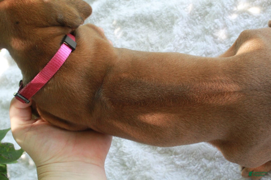 Rhodesian Ridgeback dogs for sale: Stormi - Image 2