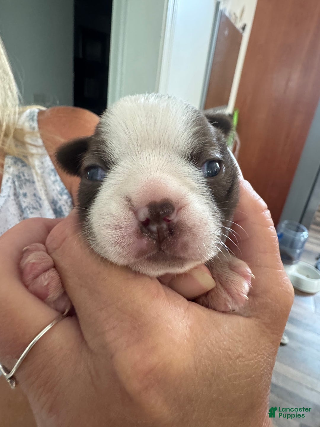 Boston Terrier dogs for sale: Ziggy - Image 3