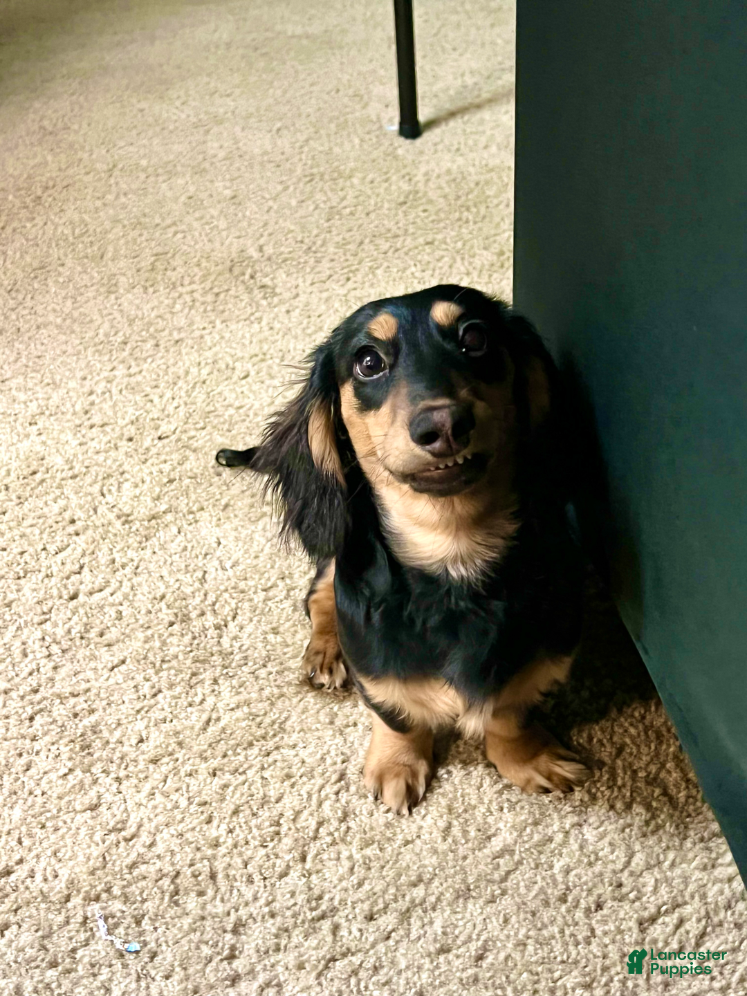 Miniature Dachshund dogs for sale: Chocolate - Image 6