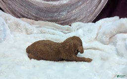 Cavapoo dogs for sale: Hermes - Image 3