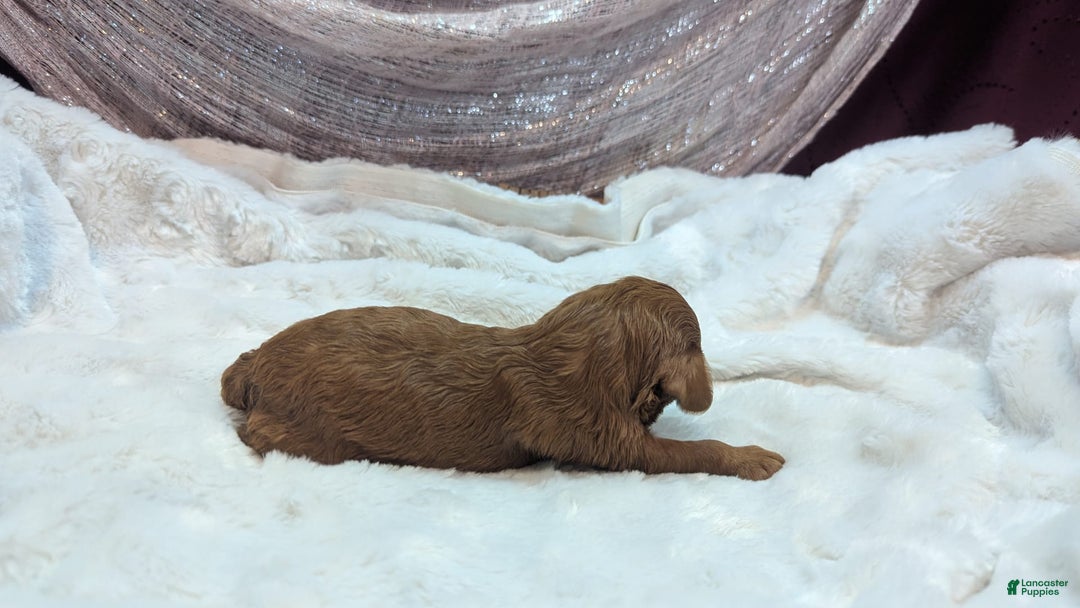Cavapoo dogs for sale: Hermes - Image 3