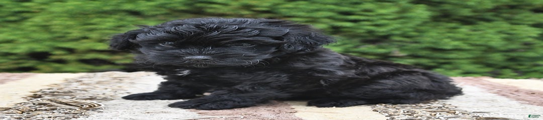 Hawk