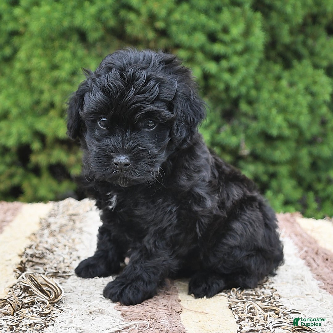 Havapoo dogs for sale: Hawk - Image 5