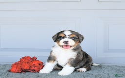 Miniature Bernese Mountain Dog dogs for sale: Mac - Image 1