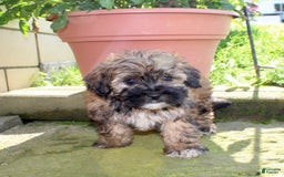 Shihpoo dogs for sale: Lizzy - Image 5