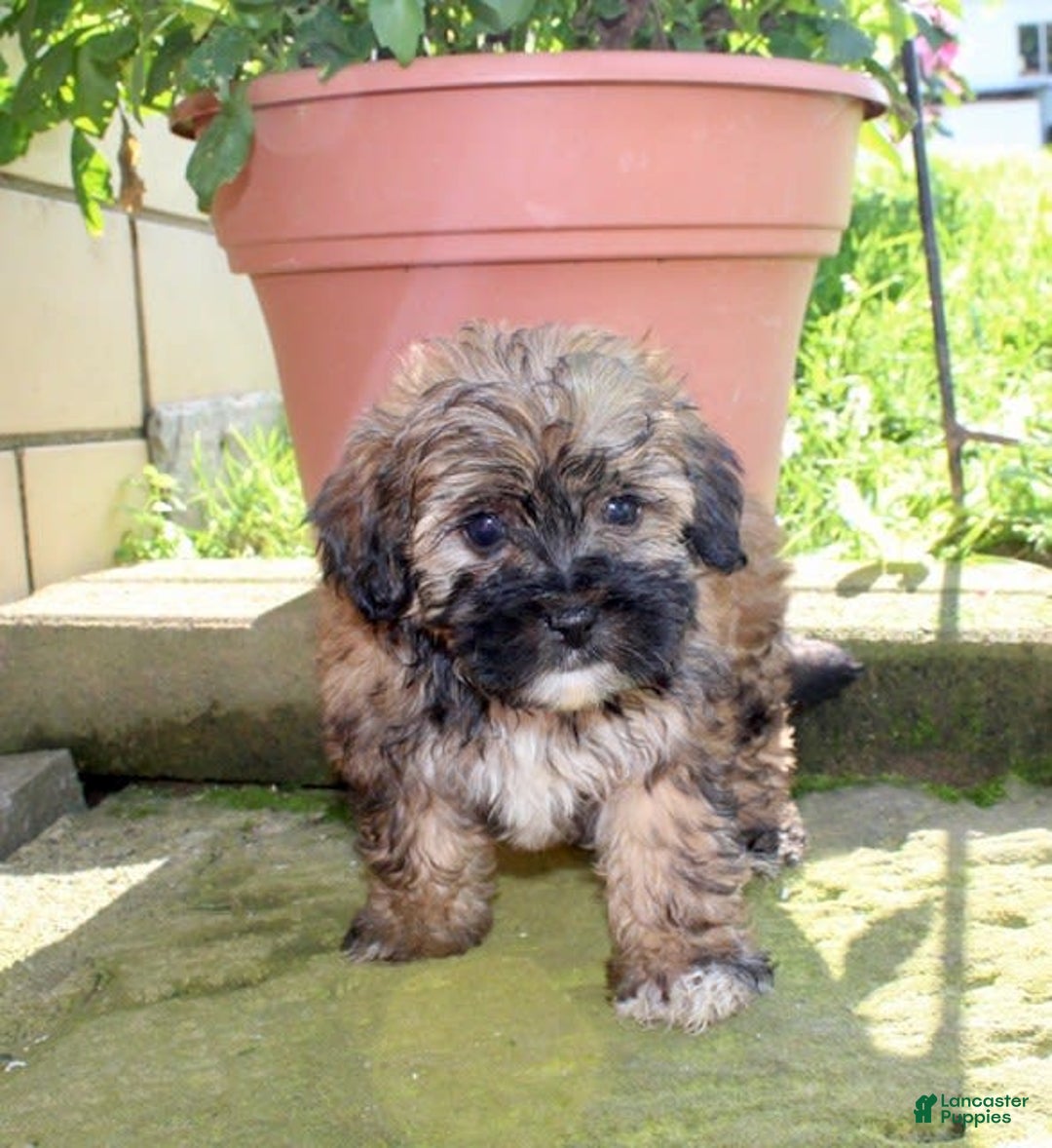 Shihpoo dogs for sale: Lizzy - Image 5