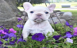 French Bulldog dogs for sale: Frank - Image 3