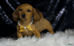 Miniature Dachshund dogs for sale: Odin - Image 6