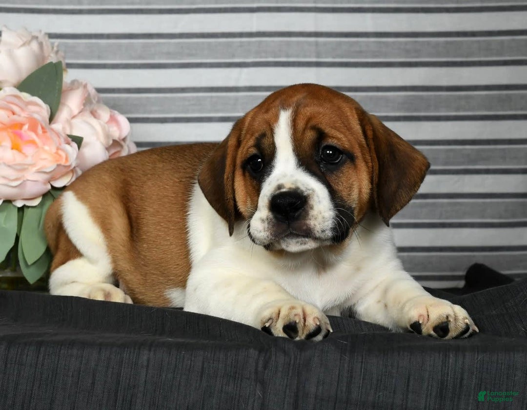 Beabull dogs for sale: Angie - Image 8