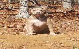 American Bully dogs for sale: Socks - Image 2