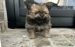 Pomeranian dogs for sale: Diesel - Image 3