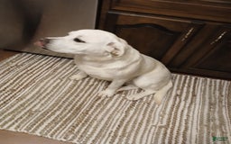 Labrador Retriever dogs for sale: Luna - Image 8