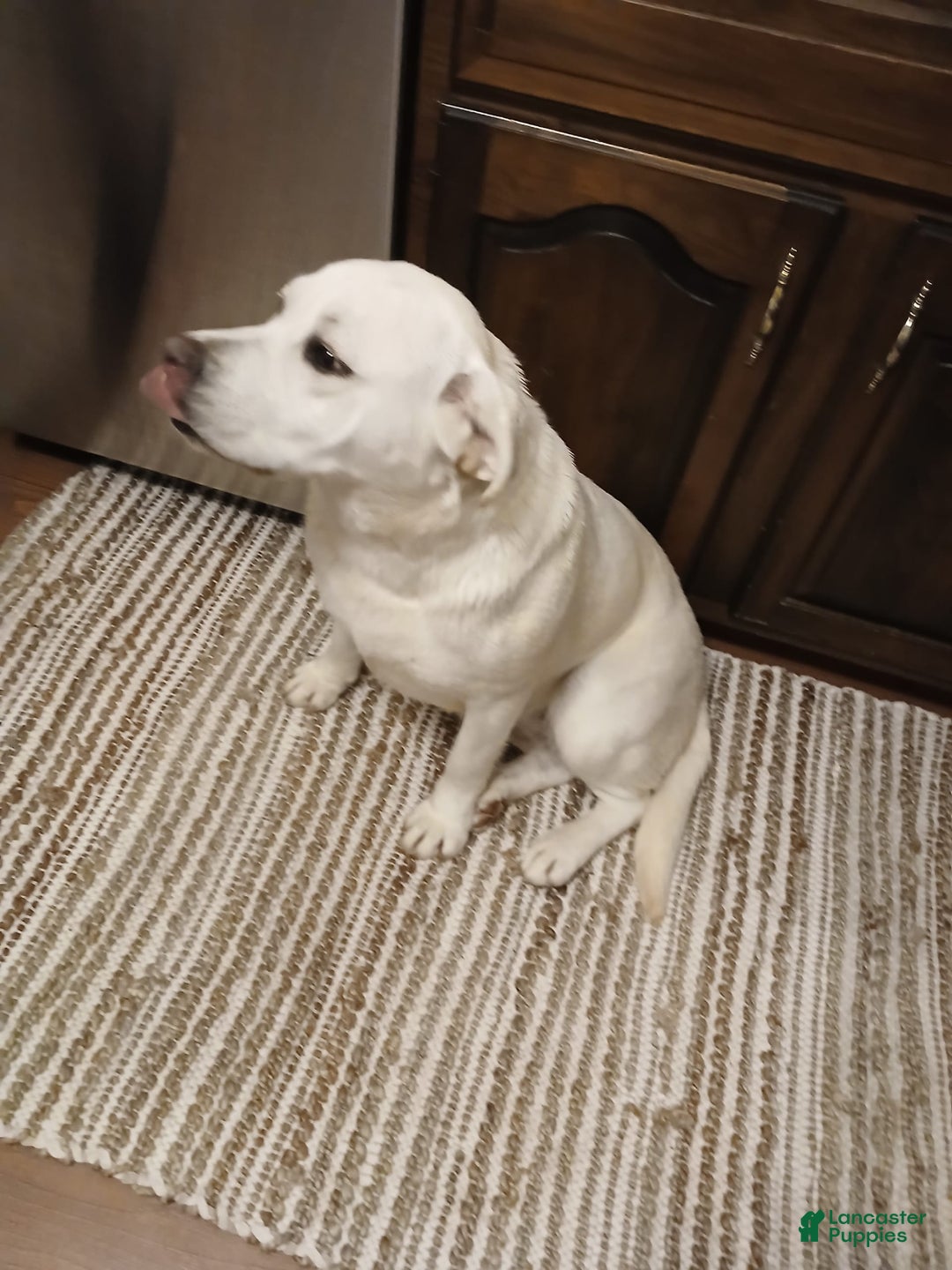Labrador Retriever dogs for sale: Luna - Image 8