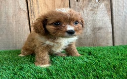 Cavapoo dogs for sale: Taylor - Image 4