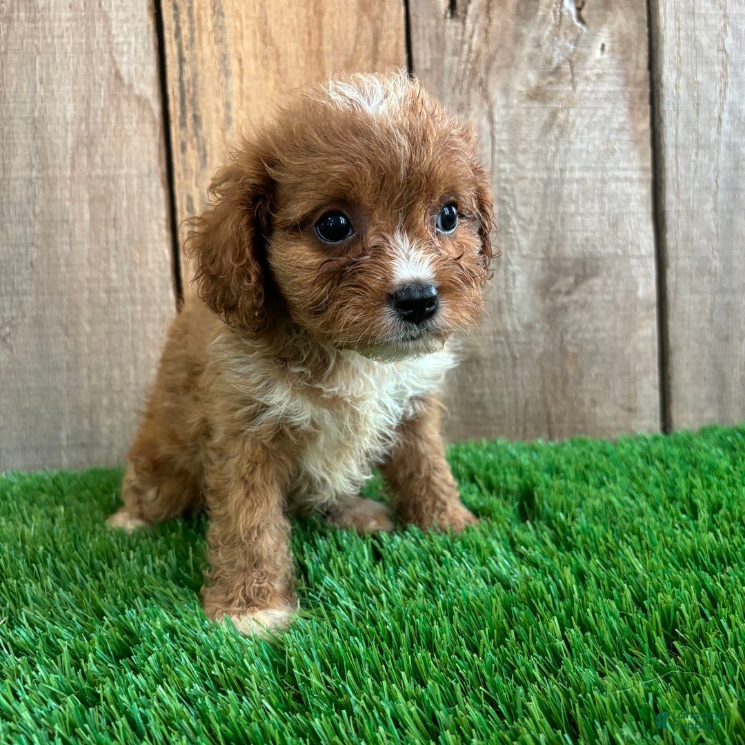 Cavapoo dogs for sale: Taylor - Image 4
