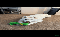 Siberian Husky dogs for sale: Bear - Image 3
