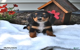 Miniature Dachshund dogs for sale: Minnie - Image 2