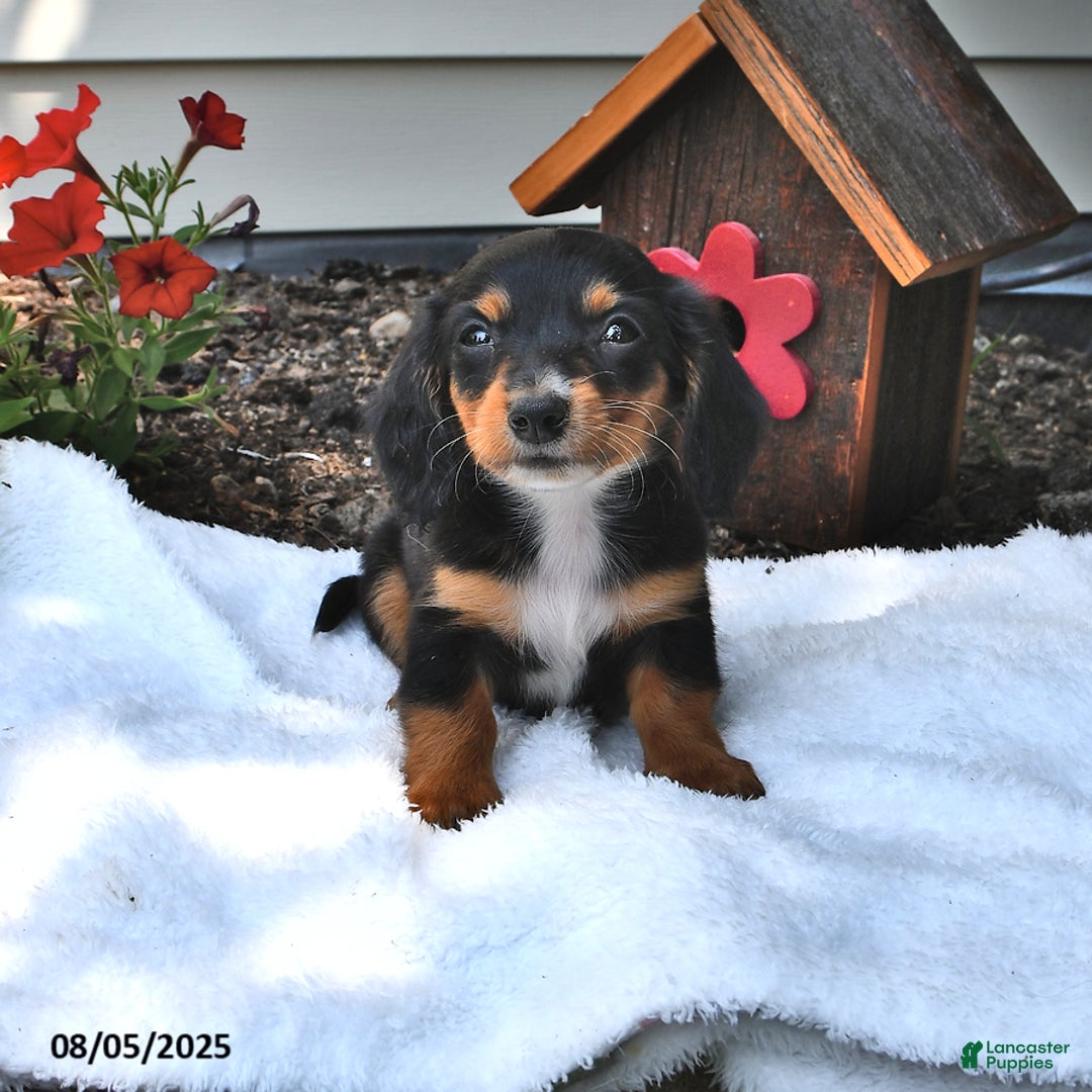 Miniature Dachshund dogs for sale: Minnie - Image 2