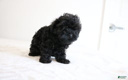 Shihpoo dogs for sale: Layla - Image 1
