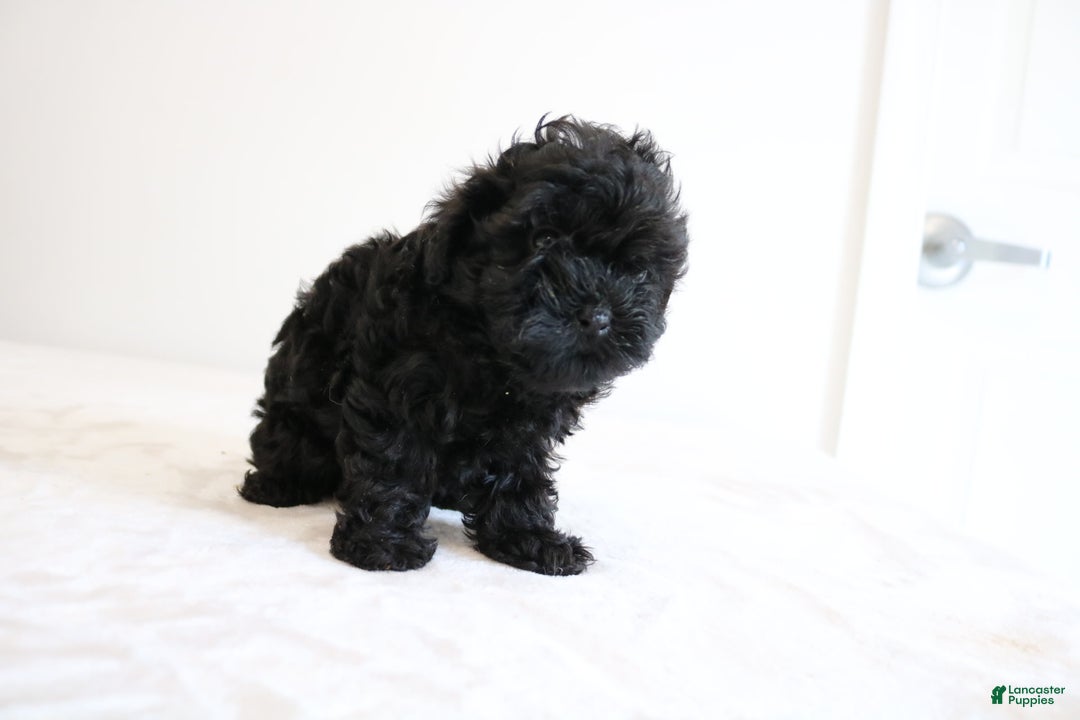 Shihpoo dogs for sale: Layla - Image 1