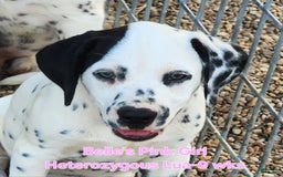 Dalmatian dogs for sale: Belles Pink Lua Girl - Image 10