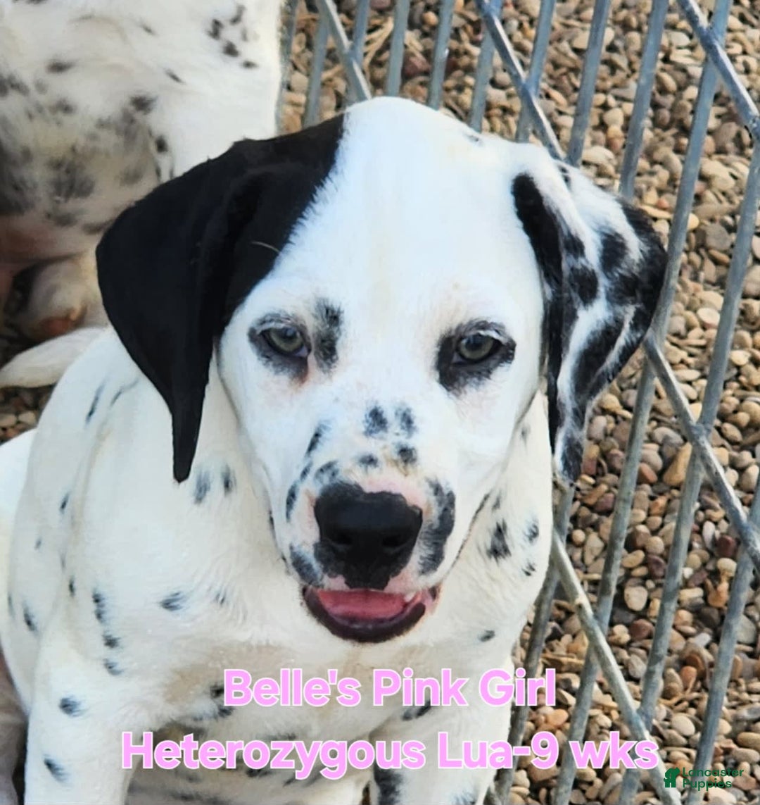 Dalmatian dogs for sale: Belles Pink Lua Girl - Image 10