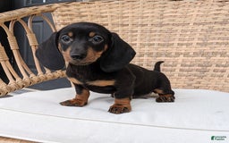 Miniature Dachshund dogs for sale: Freddie - Image 7
