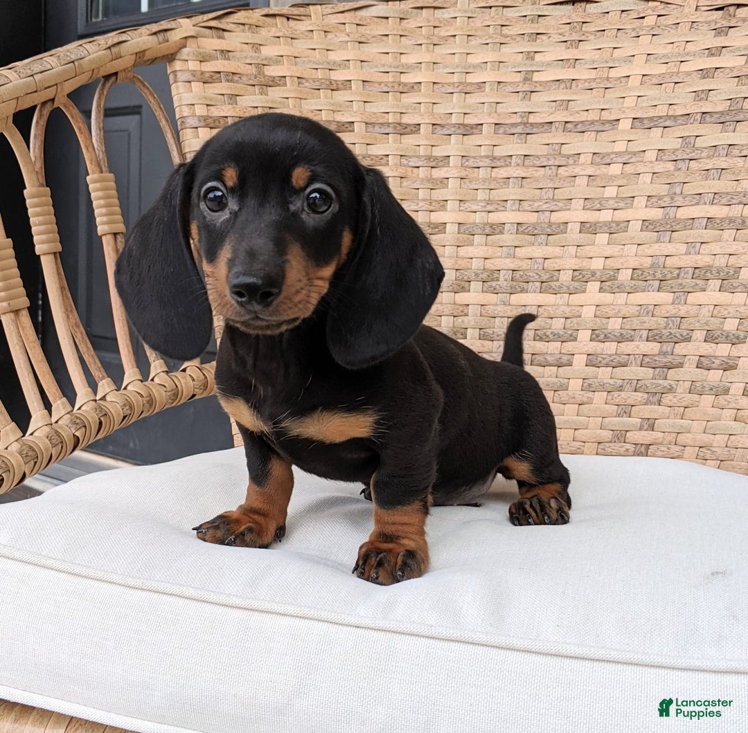 Miniature Dachshund dogs for sale: Freddie - Image 7