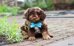 Goldendoodle dogs for sale: Balto - Image 3