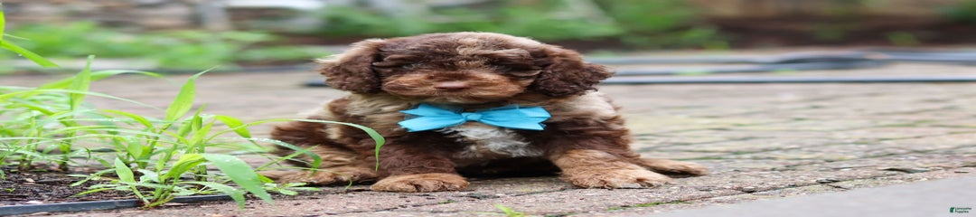 Balto
