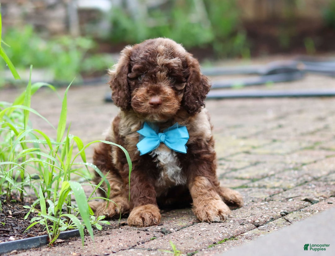 Goldendoodle dogs for sale: Balto - Image 3