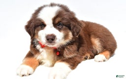Miniature Australian Shepherd dogs for sale: Titan - Image 2