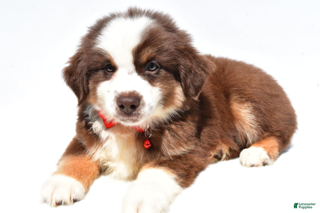 Miniature Australian Shepherd dogs for sale: Titan - Image 2