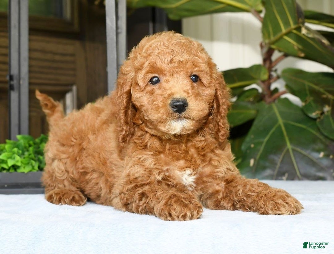 Mini Goldendoodle dogs for sale: Vince - Image 4