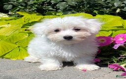 Coton De Tulear dogs for sale: Charles - Image 3