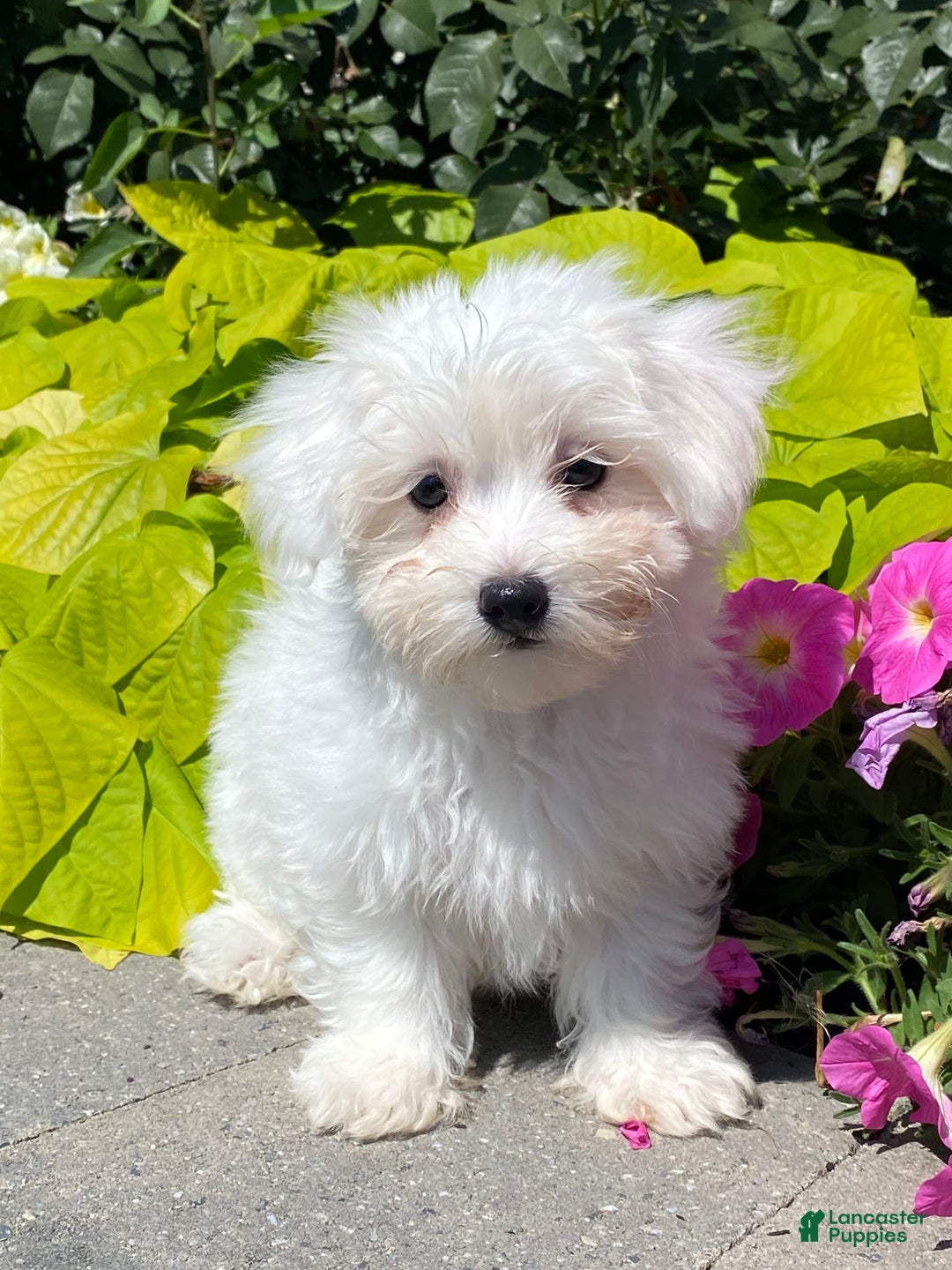 Coton De Tulear dogs for sale: Charles - Image 3