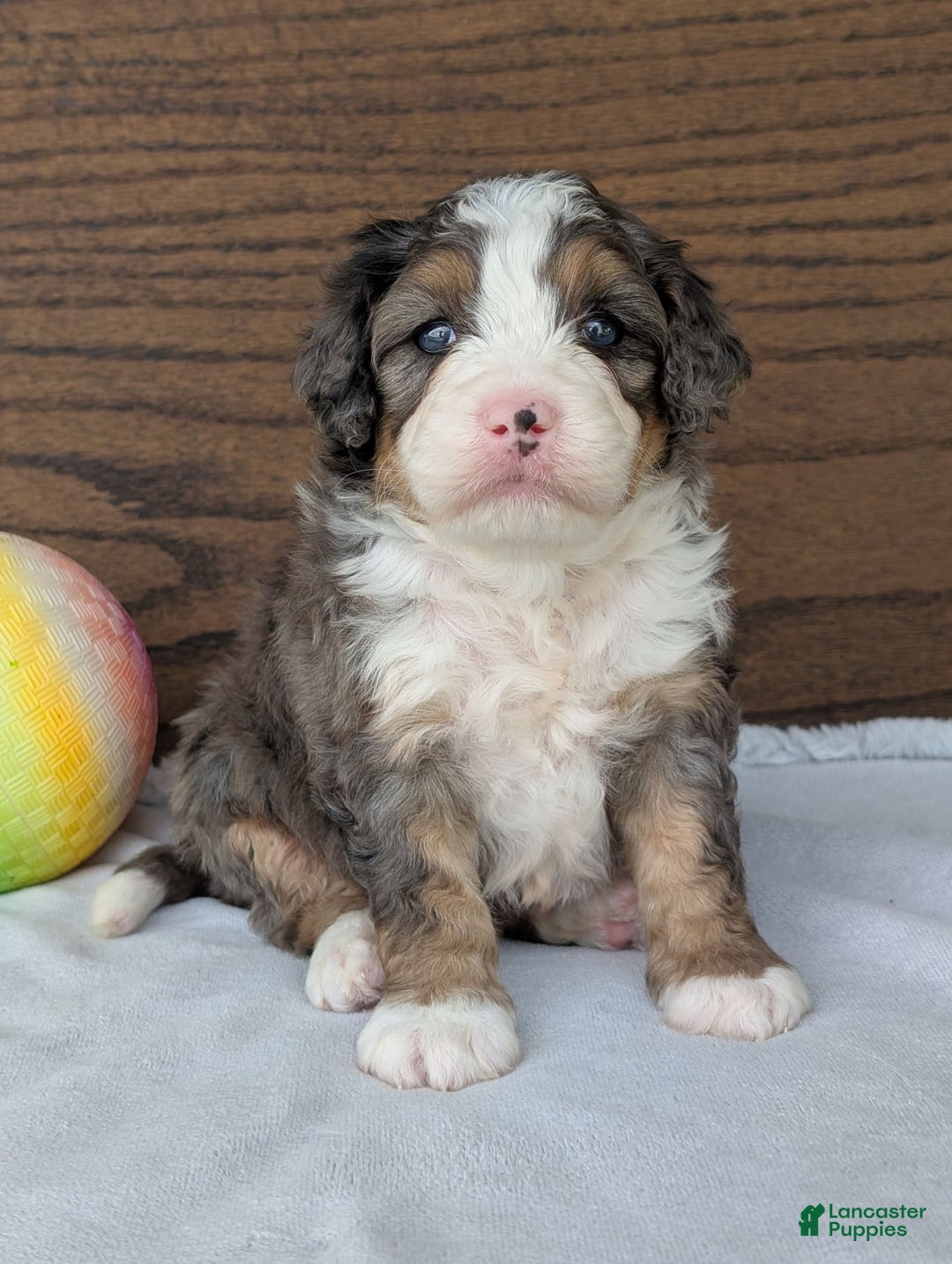 Mini Bernedoodle dogs for sale: Bluey - Image 23