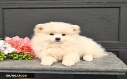 Pomeranian dogs for sale: Pomeranian 3 puppies - Image 3