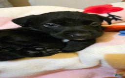 Labrador Retriever dogs for sale: Darth - Image 2