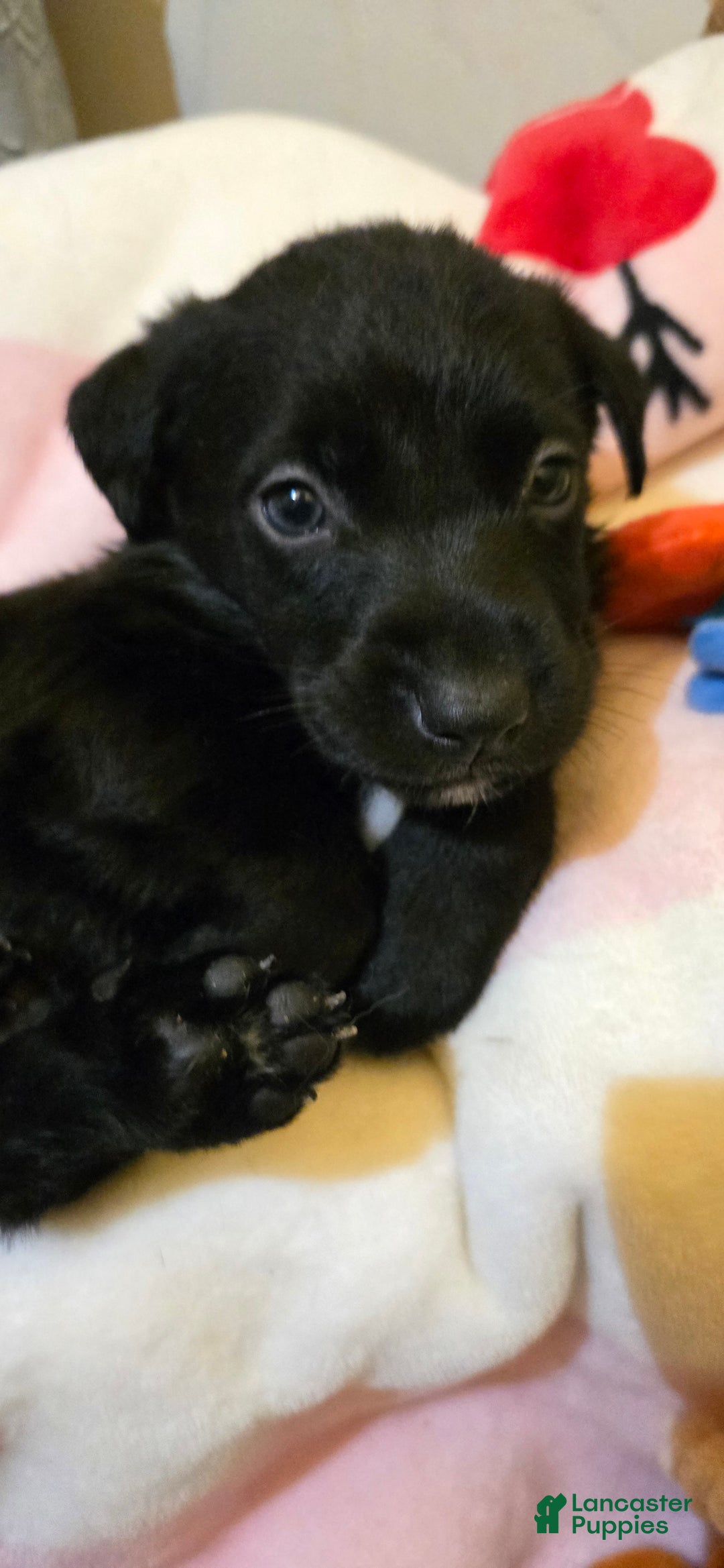 Labrador Retriever dogs for sale: Darth - Image 2